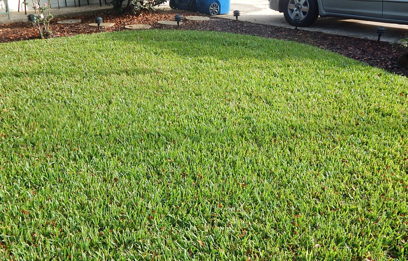 Identifying and treating Jacksonville’s most common lawn diseases